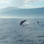 Dolphins Dauphins Mauritius Ile Maurice